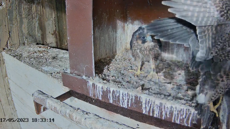 Birdcam.it - Live Peregrine Falcons Nest Agrippina & Venus 10-24-31 screenshot.png