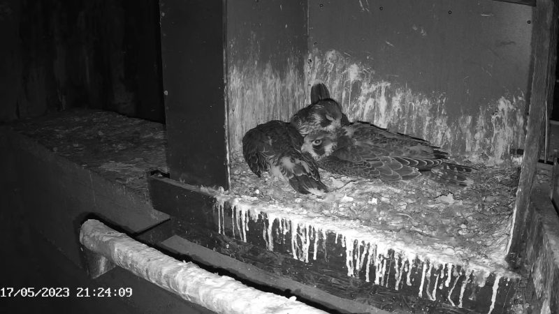 Birdcam.it - Live Peregrine Falcons Nest Agrippina & Venus 13-0-3 screenshot.png