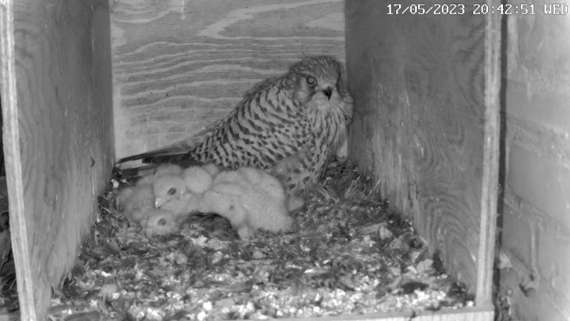 Birdcam.it - Live Kestrel Nest Cam 12-12-1 screenshot.png