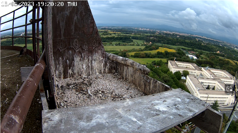 Screenshot 2023-05-18 at 19-20-27 Cassio e Flaminia - Birdcam.it. La vita degli uccelli in diretta web.png