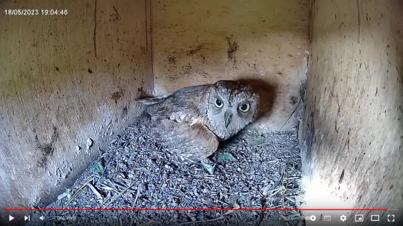 Screenshot 2023-05-18 at 19-25-43 Birdcam.it - Live European Roller Nest - Inside camera - YouTube.png