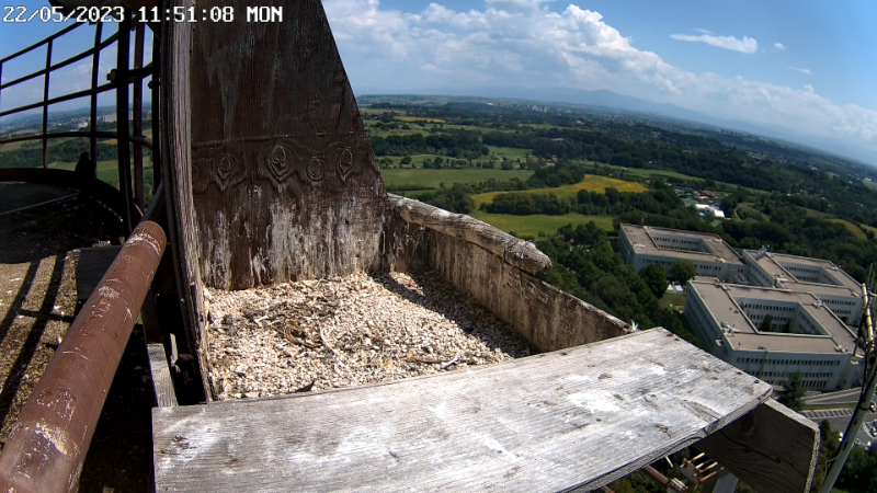 Birdcam.it - Live Peregrine Falcons Nest - Cassio and Flaminia 13-0-3 screenshot.png