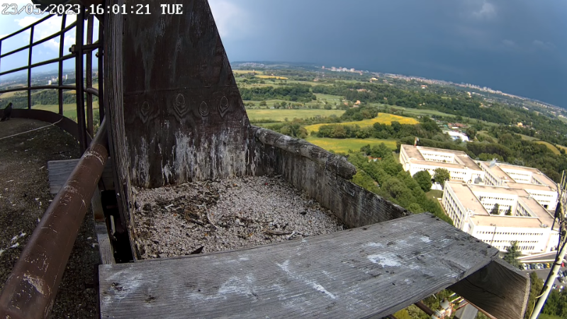 Birdcam.it - Live Peregrine Falcons Nest - Cassio and Flaminia 13-5-35 screenshot.png