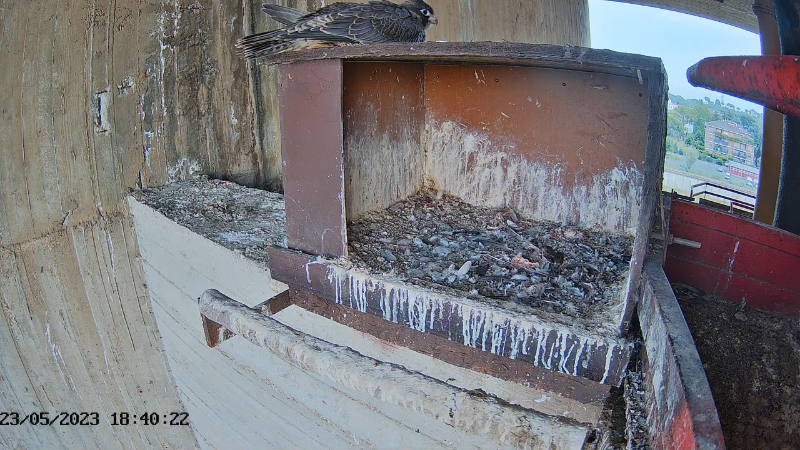 Birdcam.it - Live Peregrine Falcons Nest Agrippina & Venus 13-2-19 screenshot.png