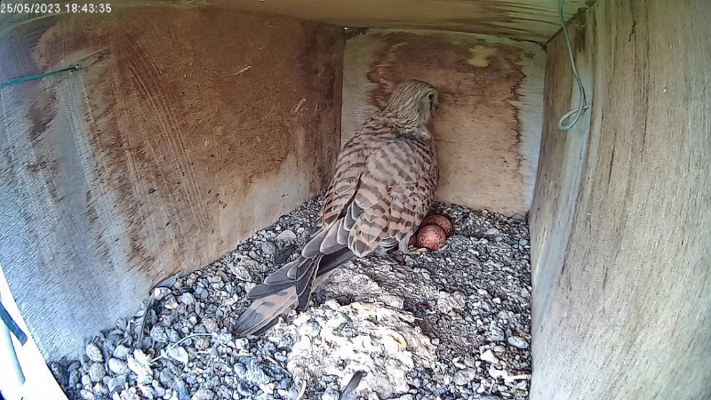 Screenshot 2023-05-25 at 18-43-53 Birdcam.it - Live Kestrel Nest Cam Derek & Zoe - YouTube.png