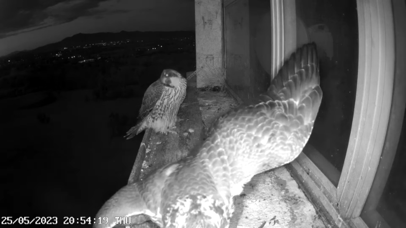 Birdcam.it - Outside Camera Alex & Vergine 13-22-6 screenshot.png