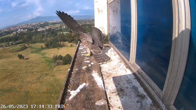 Birdcam.it - Outside Camera Alex & Vergine 11-35-39 screenshot.png