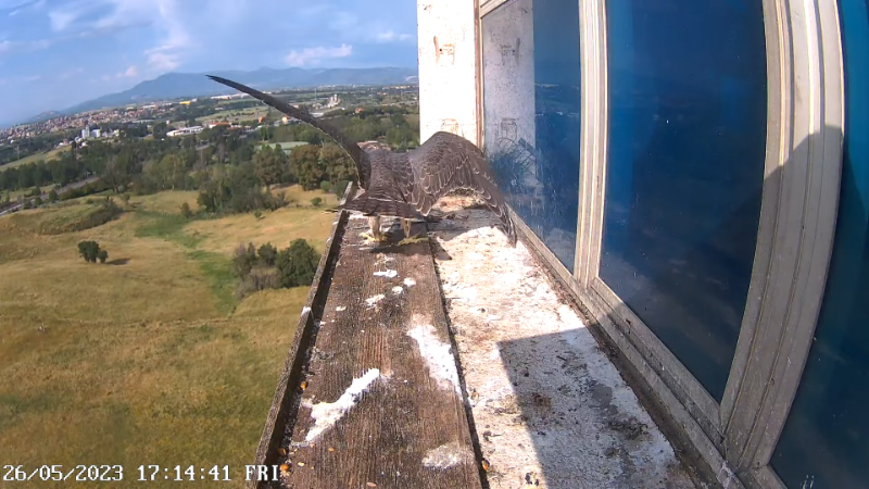 Birdcam.it - Outside Camera Alex & Vergine 11-35-47 screenshot.png