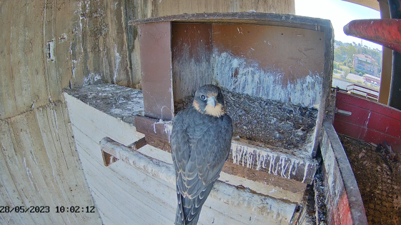 Birdcam.it - Live Peregrine Falcons Nest Agrippina & Venus 13-8-1 screenshot.png