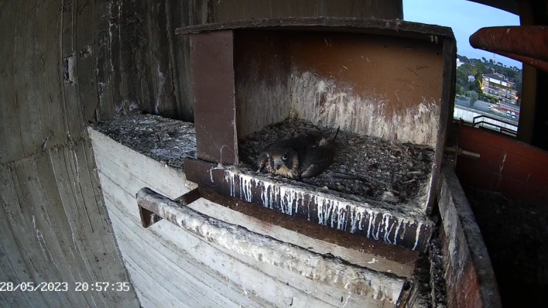 Birdcam.it - Live Peregrine Falcons Nest Agrippina & Venus 12-58-4 screenshot.png