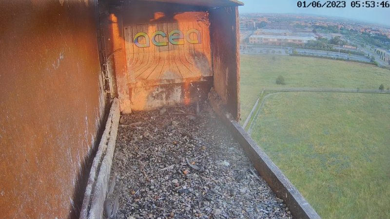 Birdcam.it - Live Peregrine Falcons Nest Alex & Vergine 11-13-31 screenshot.png