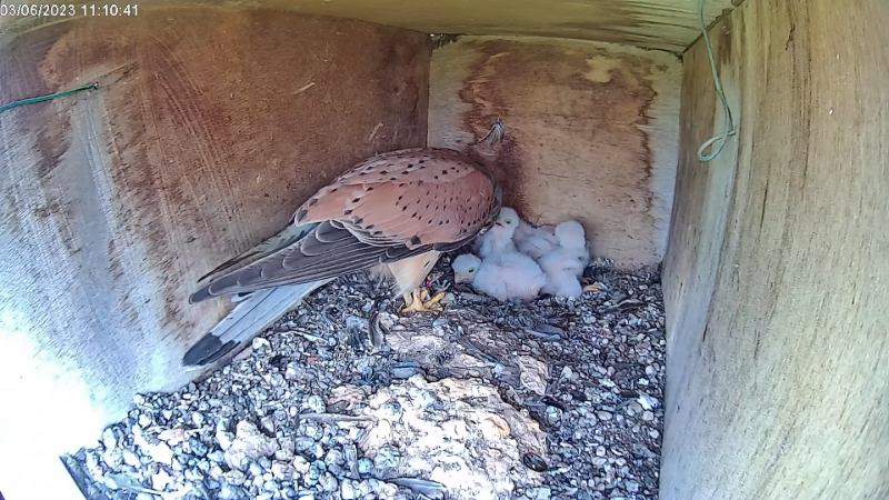 Birdcam.it - Live Kestrel Nest Cam Derek & Zoe 13-1-11 screenshot.png