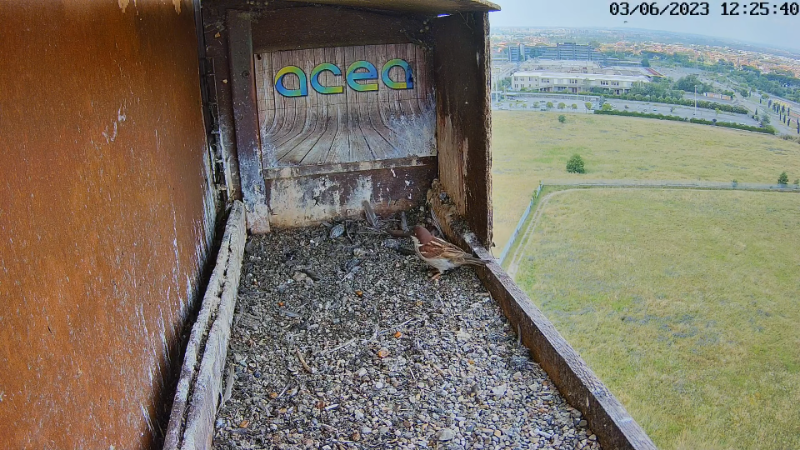 Birdcam.it - Live Peregrine Falcons Nest Alex & Vergine 12-58-33 screenshot.png