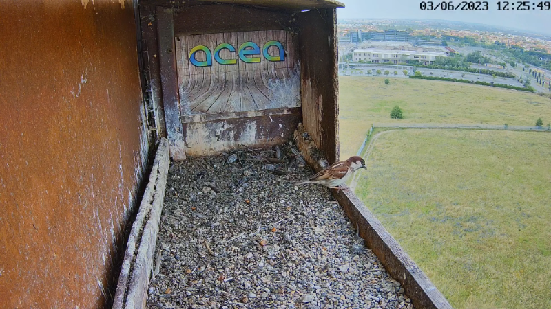 Birdcam.it - Live Peregrine Falcons Nest Alex & Vergine 12-58-41 screenshot.png