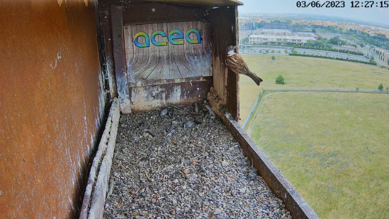 Birdcam.it - Live Peregrine Falcons Nest Alex & Vergine 13-0-7 screenshot.png