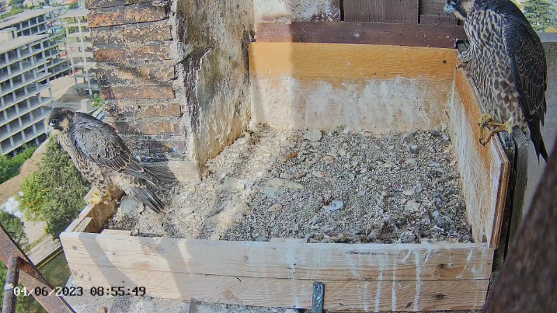 Birdcam.it - Live Peregrine Falcons Nest Albangel & Velia 12-38-35 screenshot.png