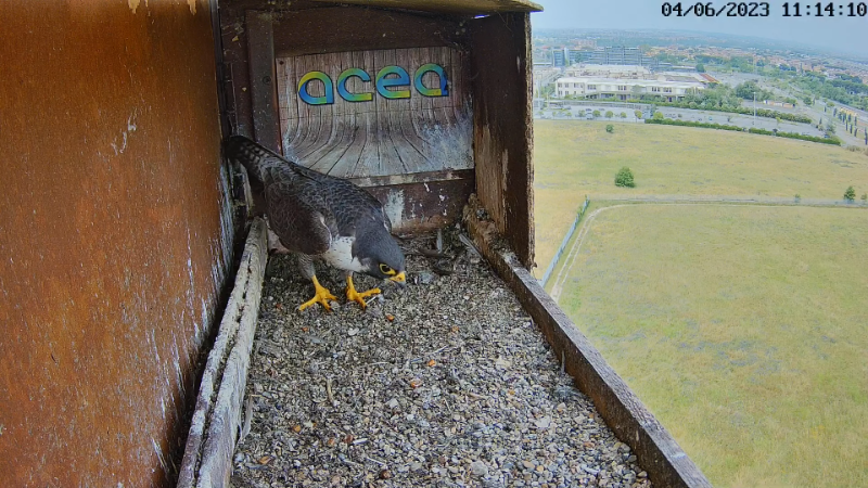 Birdcam.it - Live Peregrine Falcons Nest Alex & Vergine 12-49-33 screenshot.png
