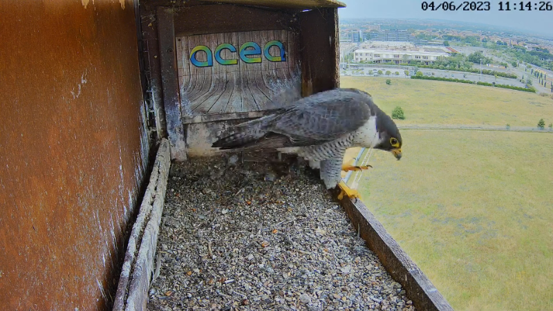 Birdcam.it - Live Peregrine Falcons Nest Alex & Vergine 12-49-49 screenshot.png