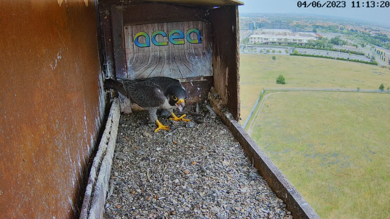 Birdcam.it - Live Peregrine Falcons Nest Alex & Vergine 12-48-42 screenshot.png