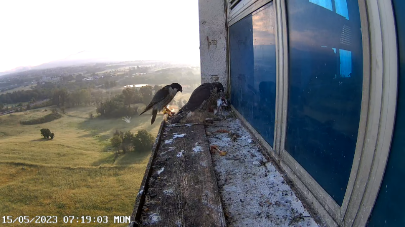 Birdcam.it - Outside Camera Alex & Vergine 1-36-37 screenshot (1).png