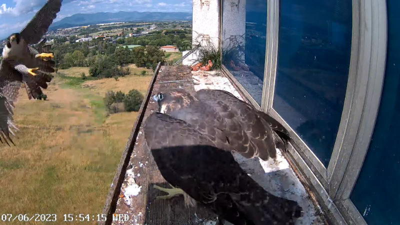 Birdcam.it - Outside Camera Alex & Vergine 12-55-35 screenshot (2).png