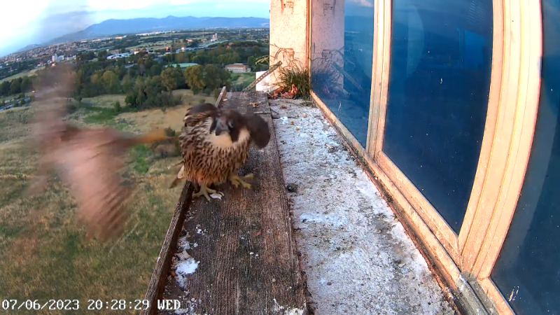 Birdcam.it - Outside Camera Alex & Vergine 12-44-24 screenshot.png