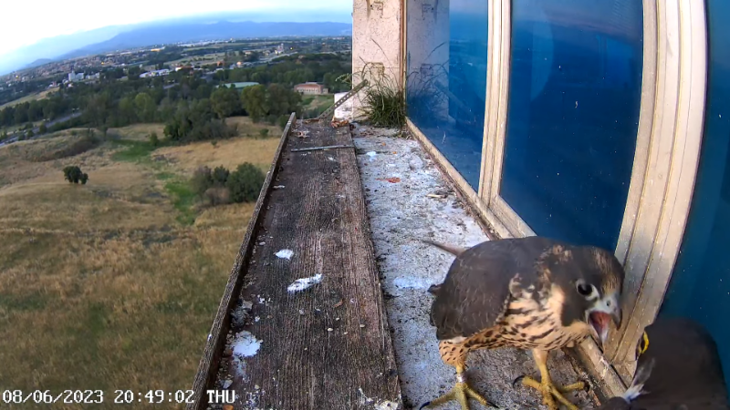 Birdcam.it - Outside Camera Alex & Vergine 12-56-23 screenshot.png