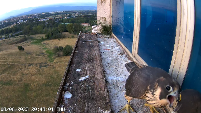 Birdcam.it - Outside Camera Alex & Vergine 12-56-21 screenshot (1).png