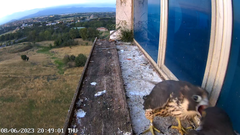 Birdcam.it - Outside Camera Alex & Vergine 12-56-21 screenshot.png