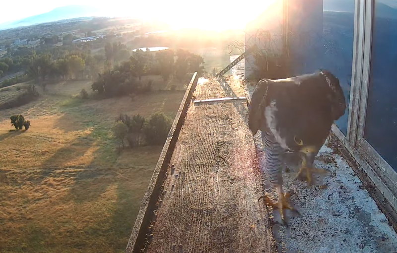 all’alba