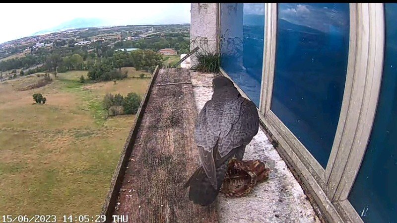Foto 5 vabbè, mangio io...