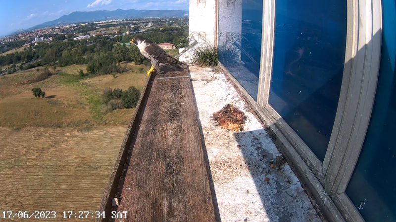 Birdcam.it - Outside Camera Alex & Vergine 9-48-14 screenshot.png