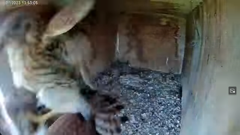 1688927257497_Screenshot 2023-07-09 at 19-59-01 Birdcam.it - Live Kestrel Nest Cam Derek & Zoe - YouTube.png